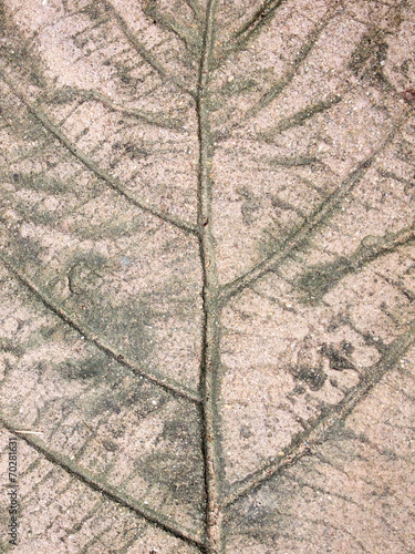 marks of leaf on the concrete pavement © paisan191