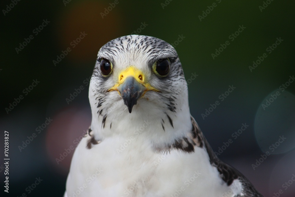A beautiful white arctic hawk raptor bird