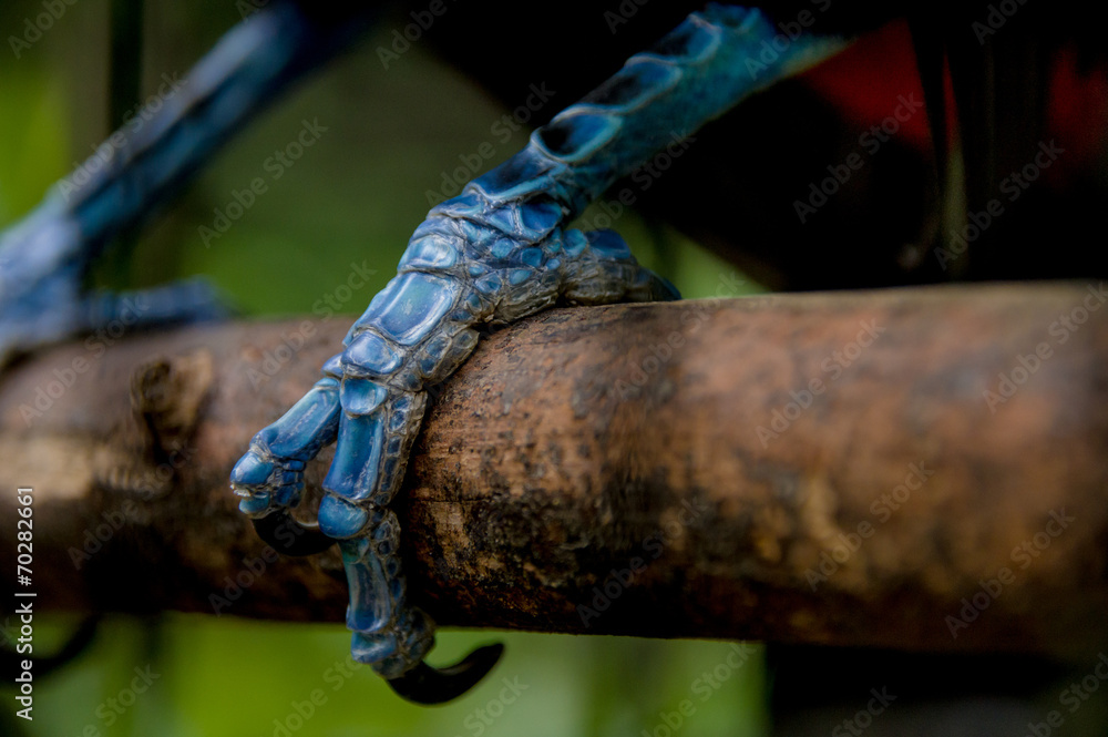 Obraz premium close up toucan claw