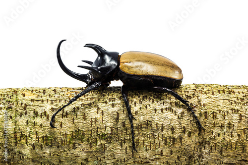 Rhinoceros beetle photo