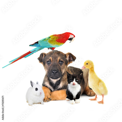 Fototapeta Naklejka Na Ścianę i Meble -  different animals: dog, cat, rabbit, parrot