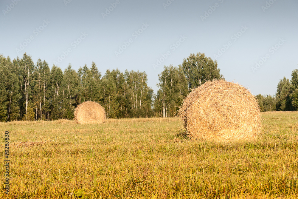 Fototapeta premium Haystacks in the field