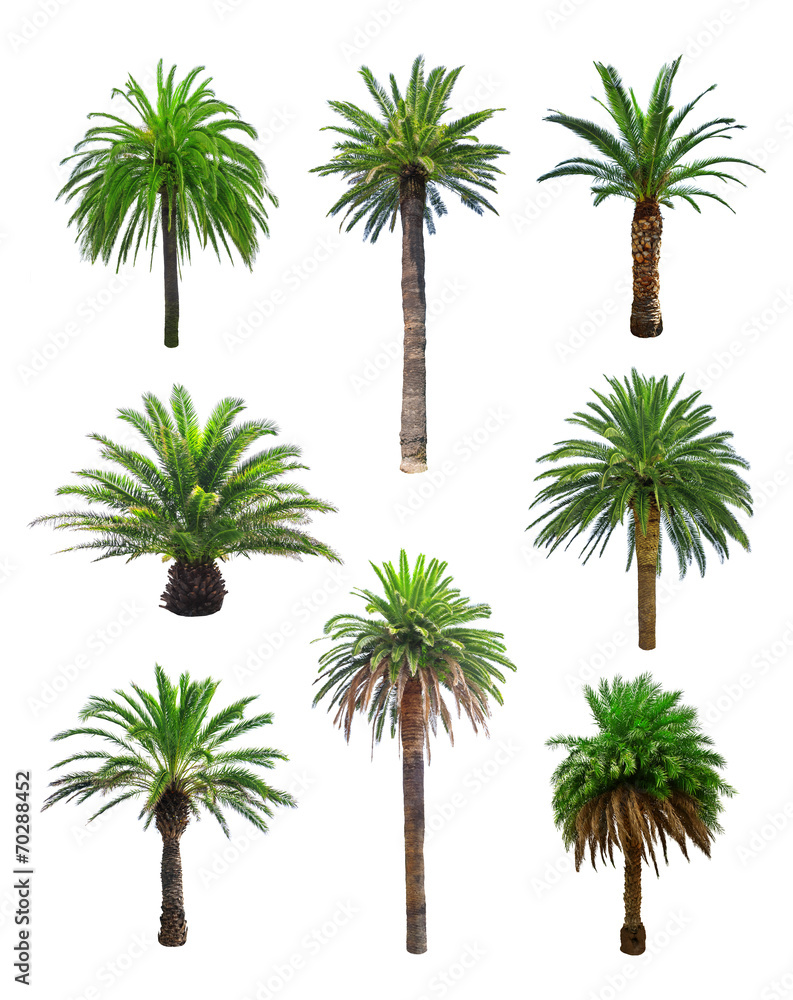 Fototapeta premium palm