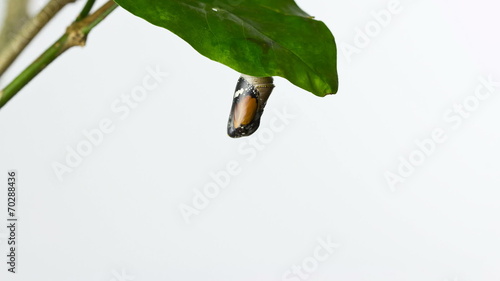 HD Time Lapse Monarch butterfly emerging from its chrysalis