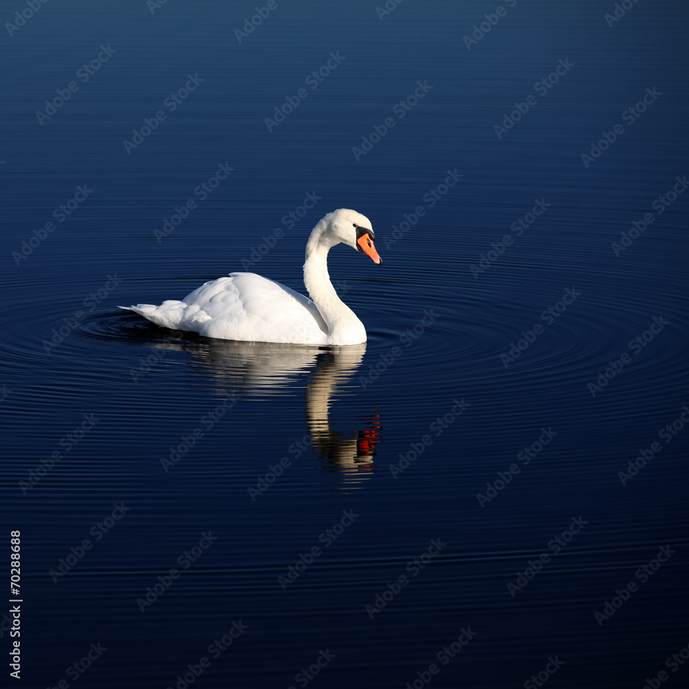 Eleganter Schwan im Wasser