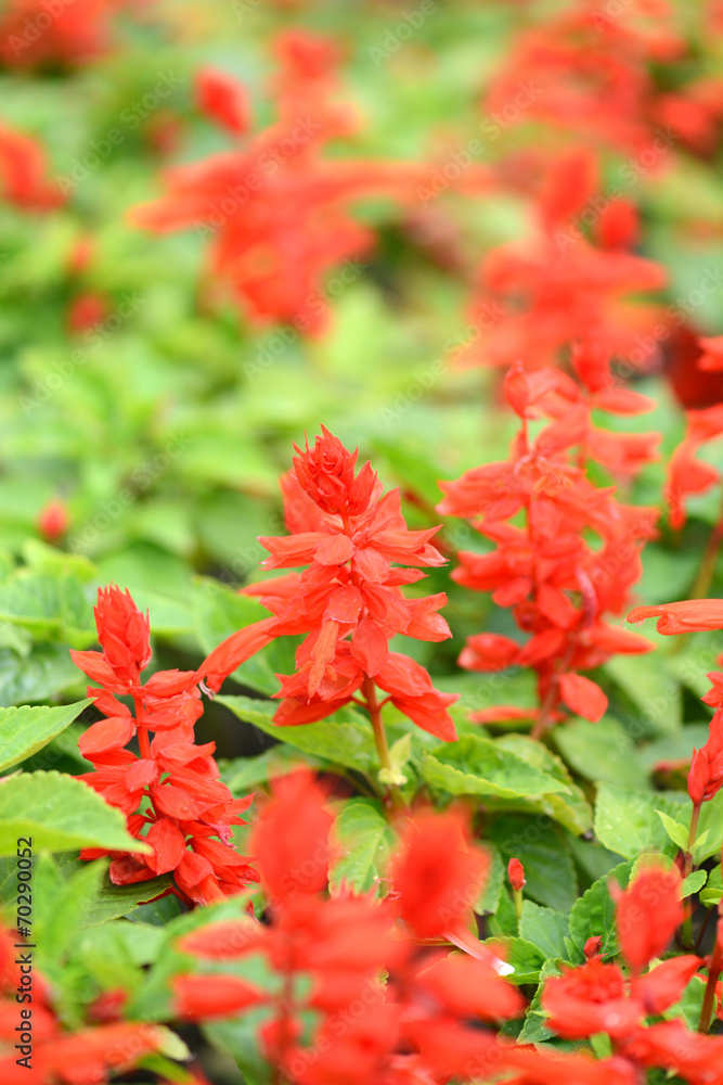 Beautiful background with summer red flowers Beautiful background with summer red flowers