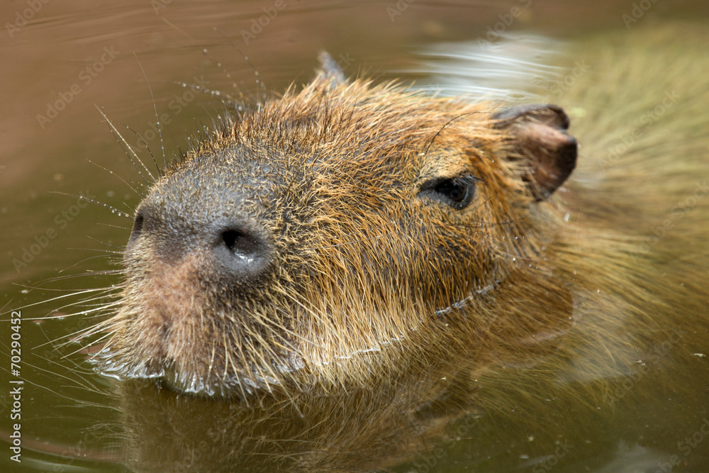 Capybara Capybara