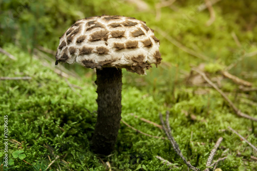 Strobilomyces strobilaceus