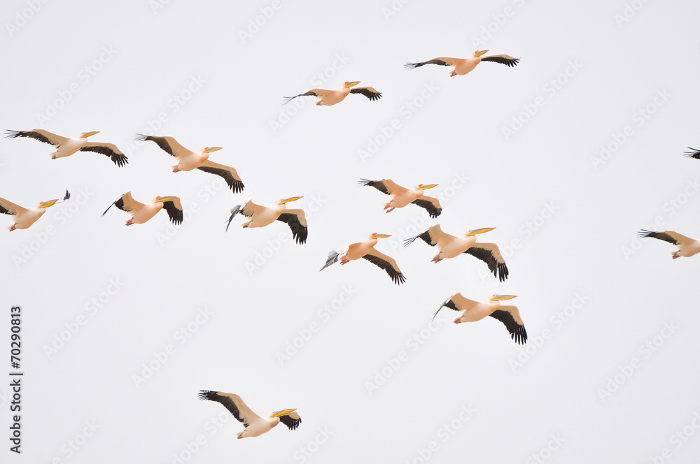 Obraz premium Great white pelicans
