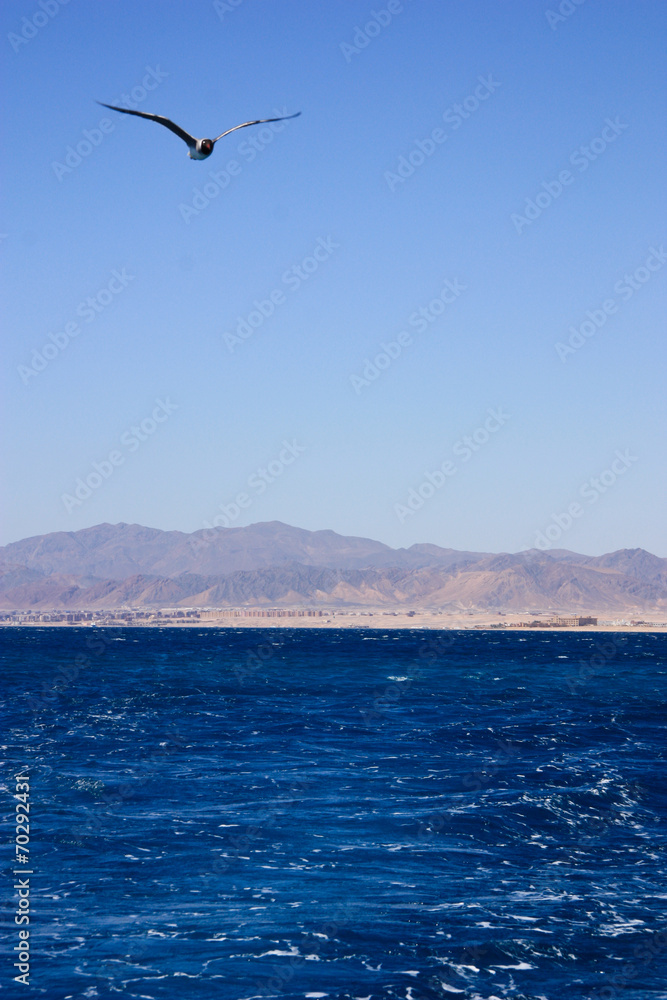 Sea travel by great yaht in hurghada