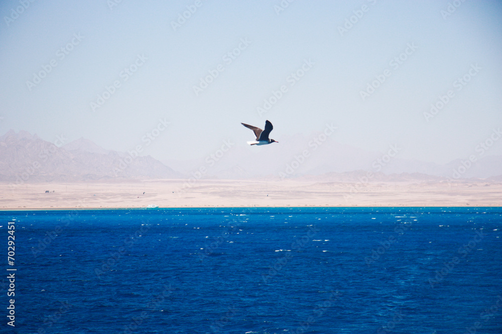 Sea travel by great yaht in hurghada