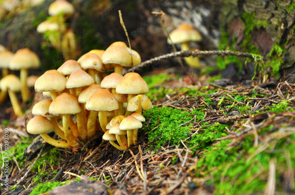 mushroom in forest mushroom in forest
