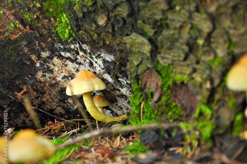 mushroom in forest © tadeas