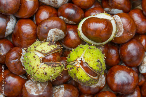 chestnuts  - autumnal still life