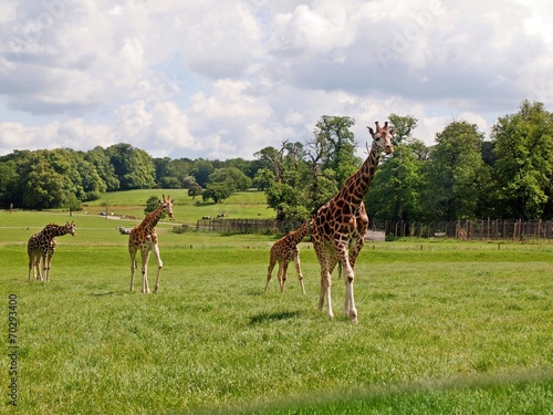 Giraffe in the UK zoo