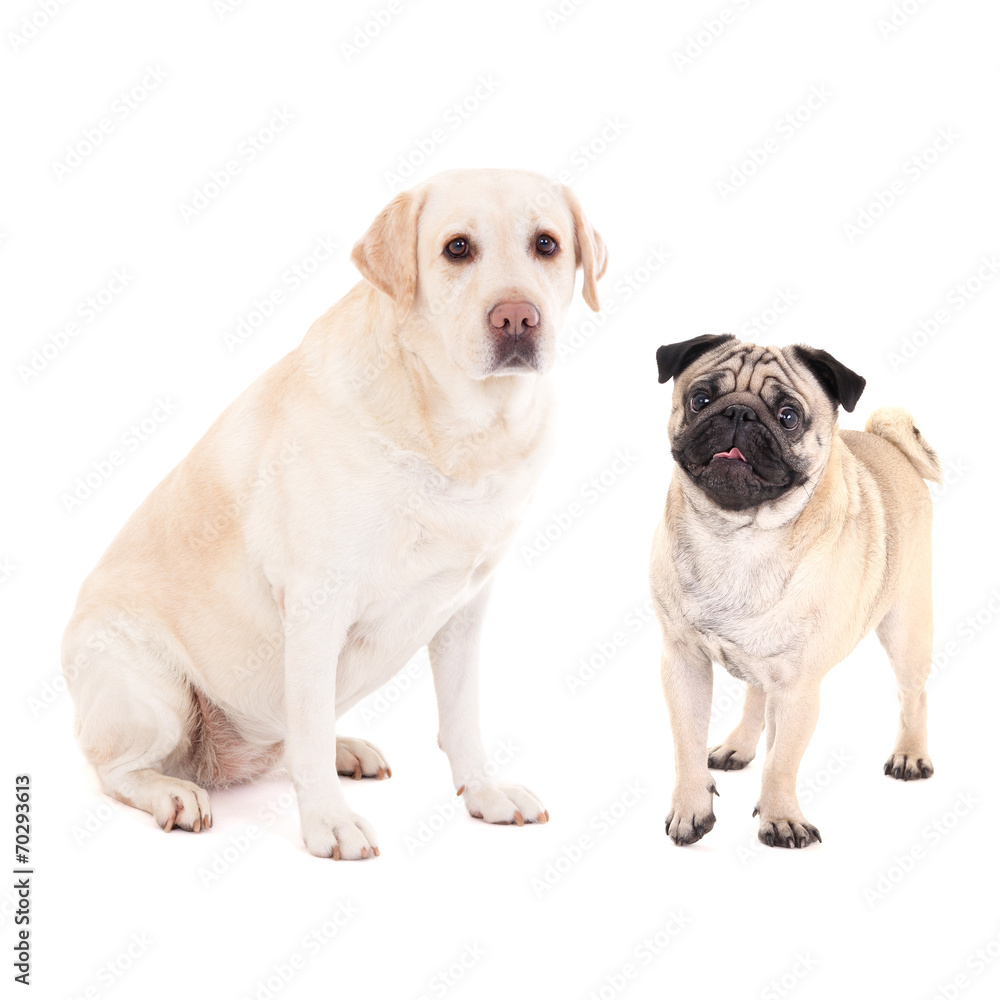 Obraz premium cute dogs - pug dog and golden retriever isolated on white