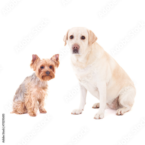 cute dogs - yorkshire terrier and golden retriever isolated on w