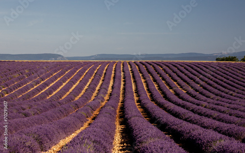 Lavender flowers blooming field