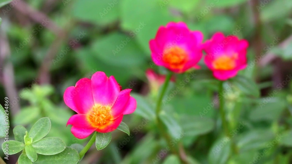 Portulaca flower Portulaca flower
