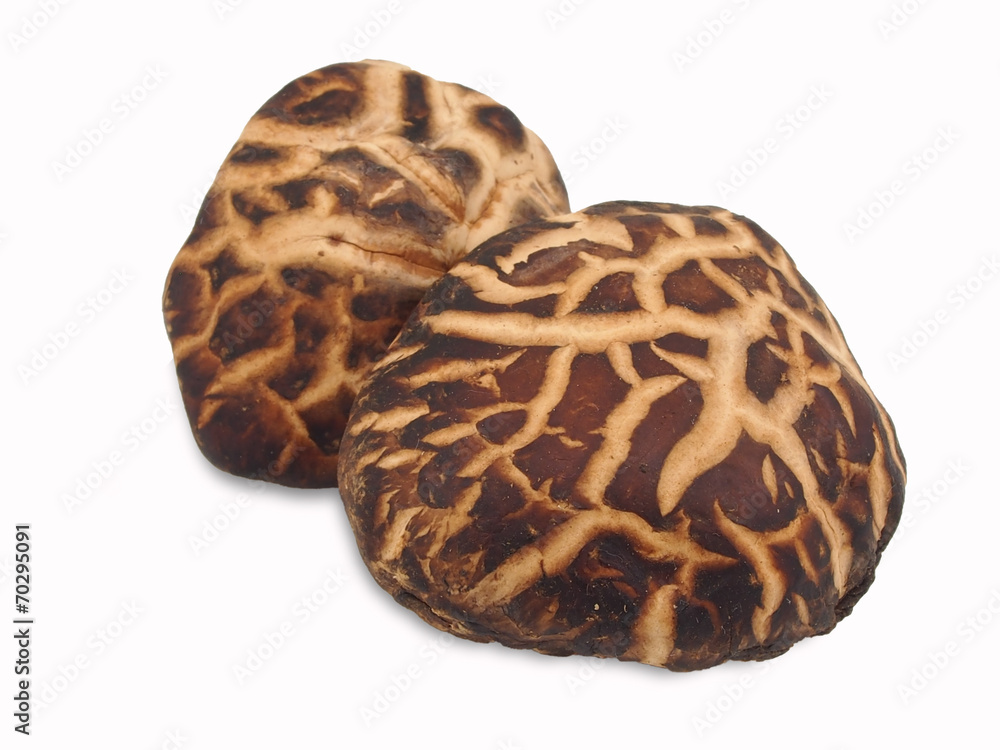 dried mushroom on white dried mushroom on white