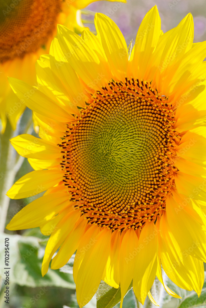 Obraz premium sunflower