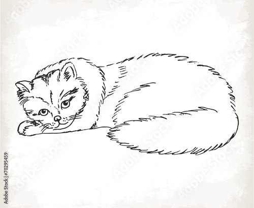 Fluffy cat in sketch style on a white background.