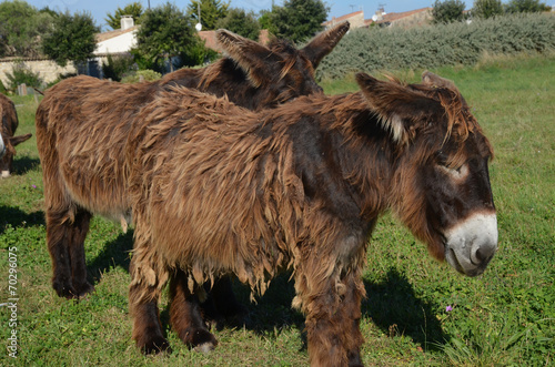 baudet du Poitou photo