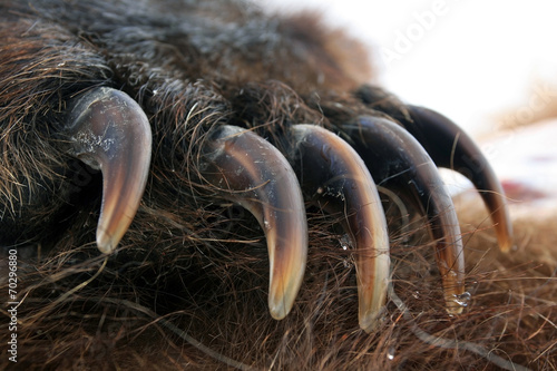 Claws of the bear grizzly. Front paw of the grizzly bear, Kamchatka, 