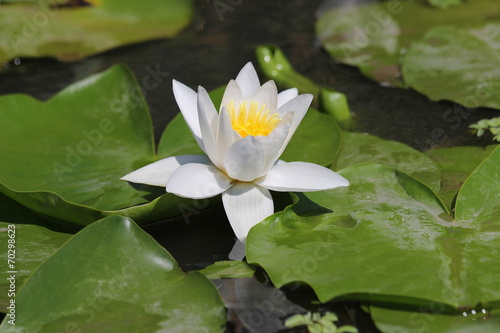 white water lily