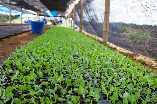 Quadro em tela Tobacco plantations