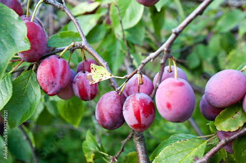 plums on tree branch