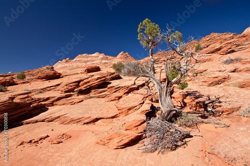 USA - coyote buttes - the wave formation photo