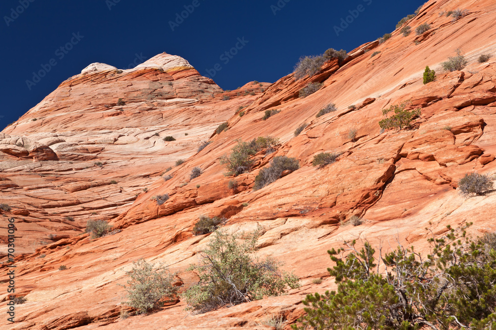 Fototapeta premium USA - coyote buttes - the wave formation