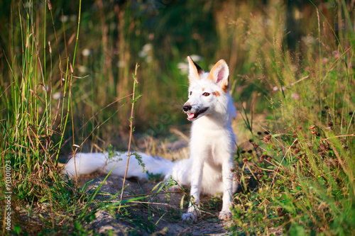 white-red fox pup © DragoNika