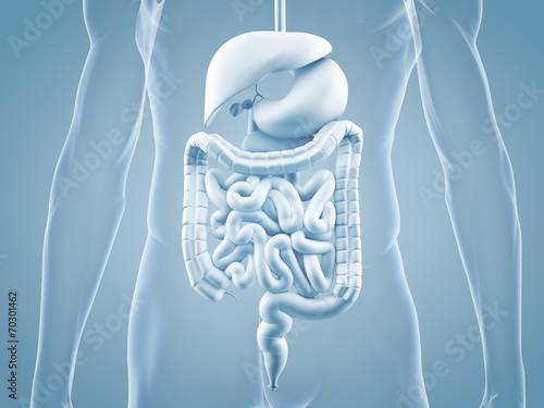 Magen-Darm-Trakt - anatomische 3D-Illustration photo