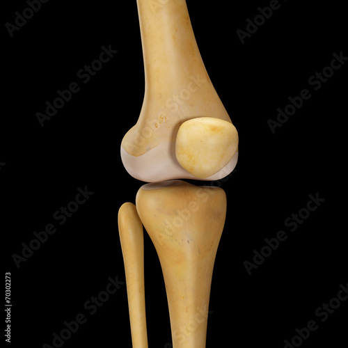 knee joint photo