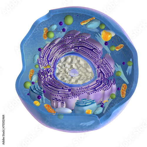 Animal cell photo