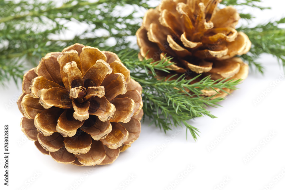 Pine cones