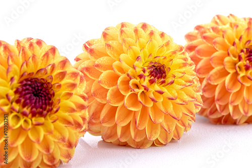 Fototapeta Naklejka Na Ścianę i Meble -  Mokre dalie na białym tle