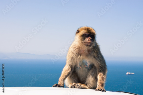 Barbary Macaque © JanMika