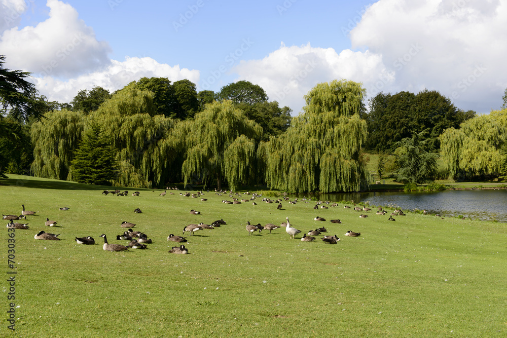 birds on meadows in Leeds castle park, Maidstone, England