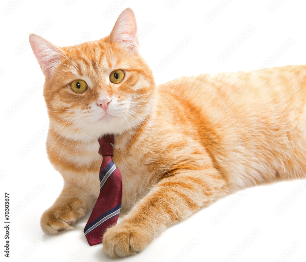 Serious  cat with a  tie