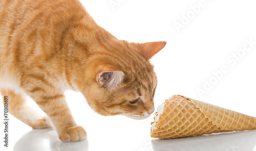 Canvas Print Cat and ice cream