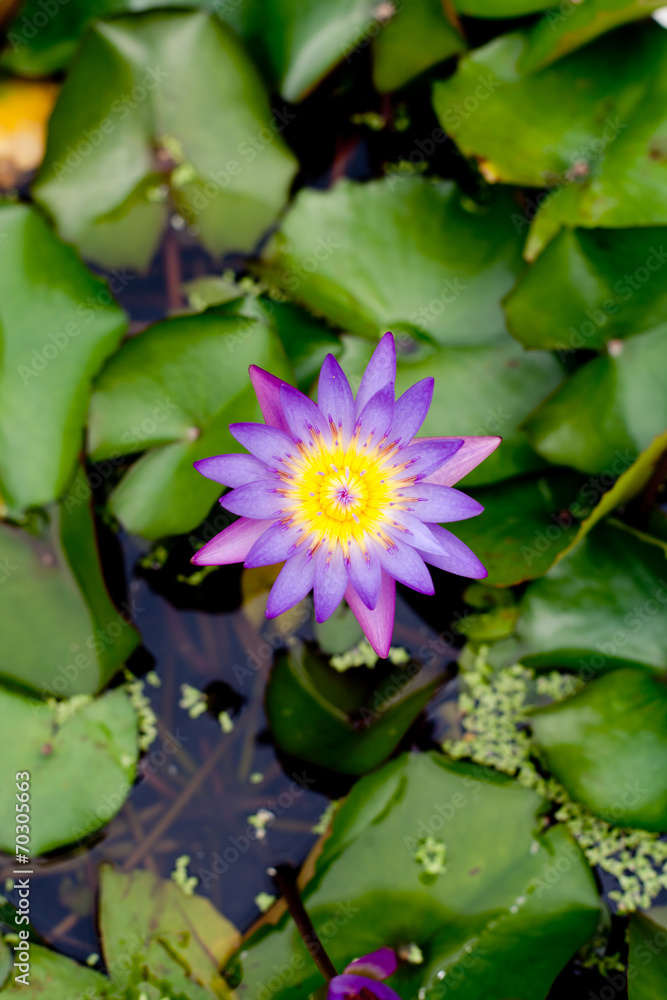 Waterlily, water lily floating in a stone pot Waterlily, water lily floating in a stone pot