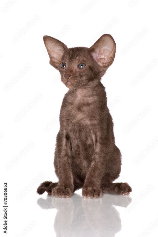 adorable brown oriental kitten