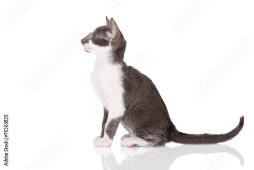 grey oriental kitten