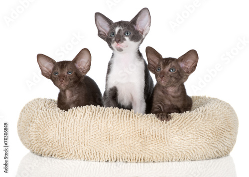 three oriental kittens