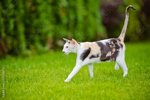 Bild auf Leinwand oriental cat outdoors