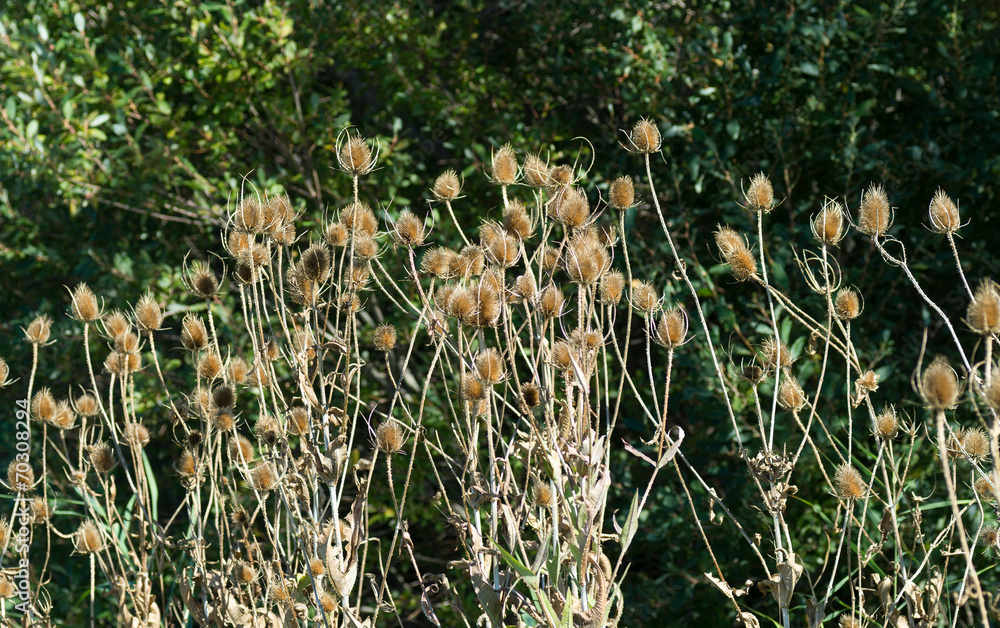 Obraz premium Chardi