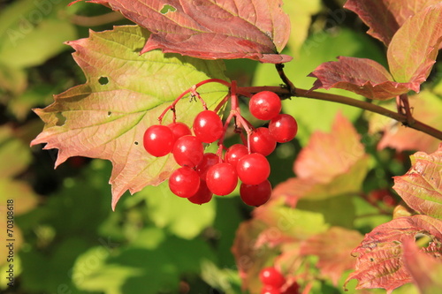Wallpaper Mural Guelder-rose (viburnum, snowball tree) Torontodigital.ca